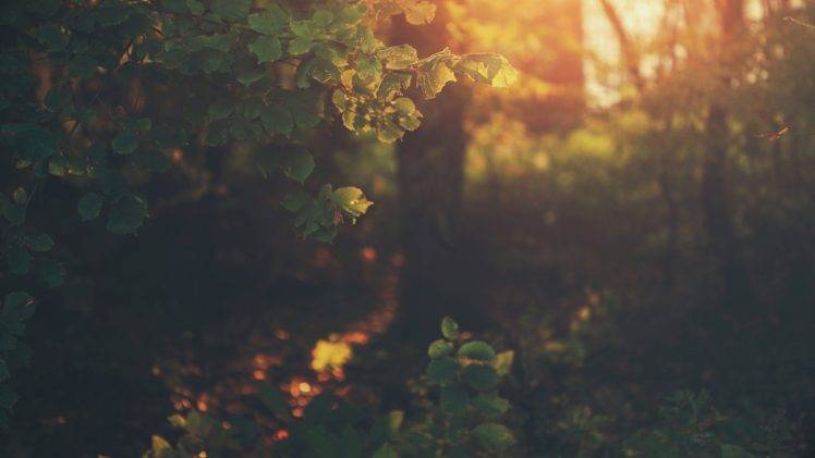natural light, Nature, Leaves, Forest HD Wallpaper Desktop Background