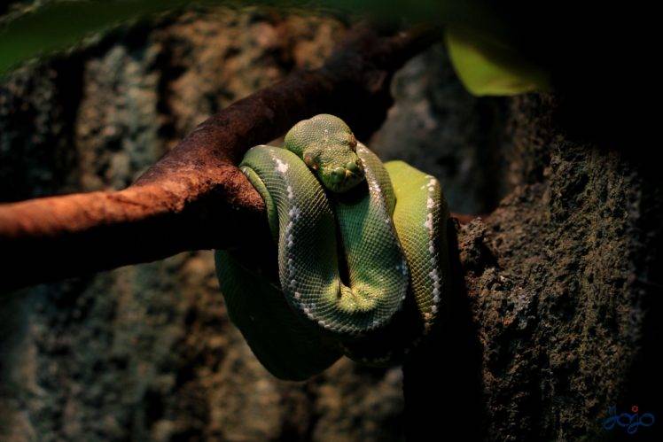 animals, Snake HD Wallpaper Desktop Background