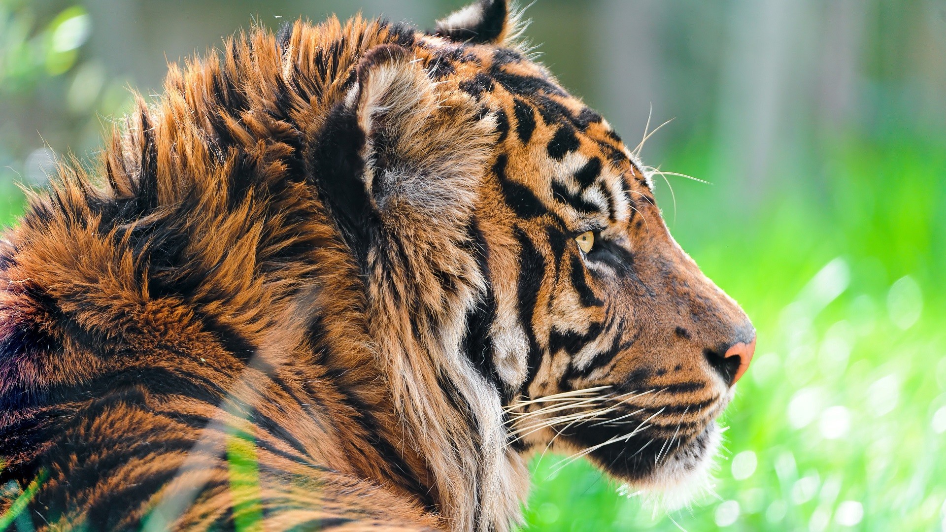 animals, Nature, Closeup, Tiger, Big cats Wallpaper