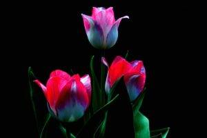 tulips, Dark, Simple background, Flowers, Plants