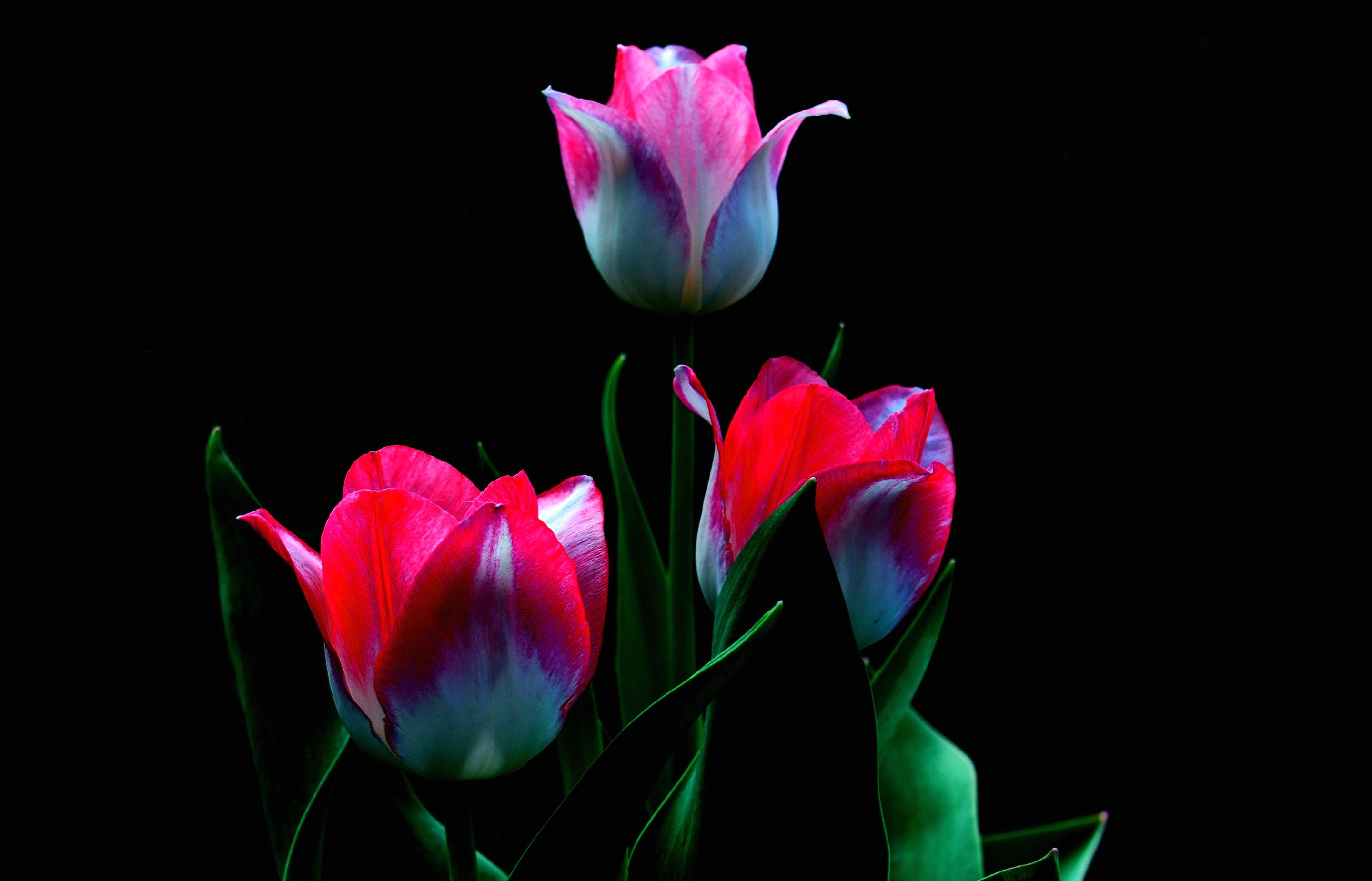 природа цветы тюльпан черный без смс
