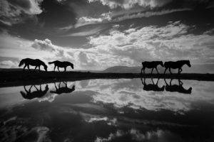 reflection, Sky, Clouds, Nature, Landscape, Animals, Horse, Monochrome