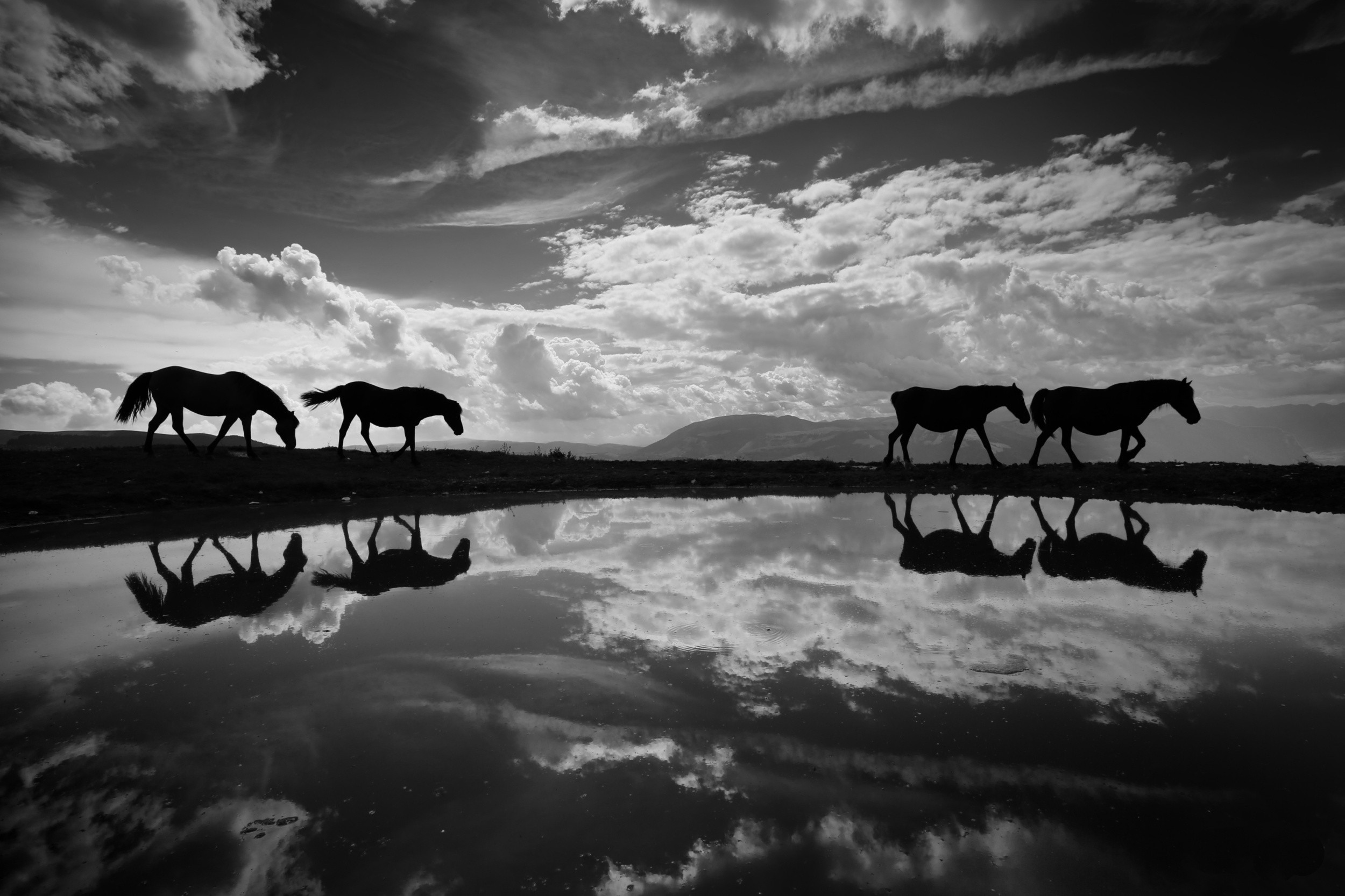 reflection, Sky, Clouds, Nature, Landscape, Animals, Horse, Monochrome Wallpaper