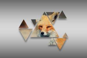 triangle, Fox,  grey