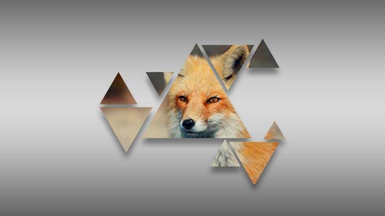 triangle, Fox,  grey HD Wallpaper Desktop Background