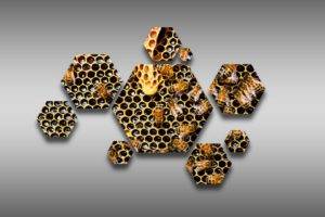 hexagon, Bees, Beecube, Beehive, Hive, Honeycombs, Honey