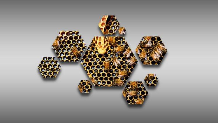 hexagon, Bees, Beecube, Beehive, Hive, Honeycombs, Honey HD Wallpaper Desktop Background