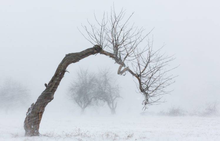 winter, Nature, Landscape, Trees HD Wallpaper Desktop Background
