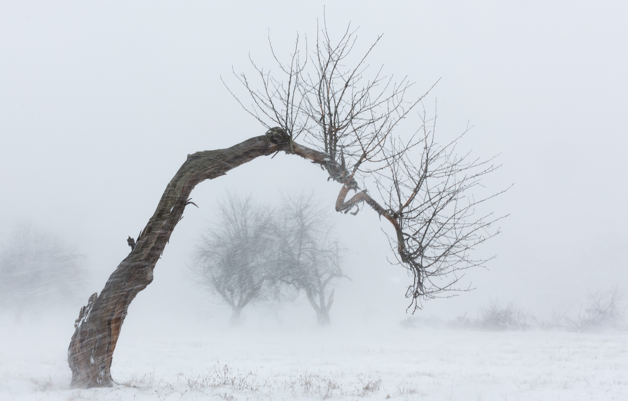 winter, Nature, Landscape, Trees Wallpaper