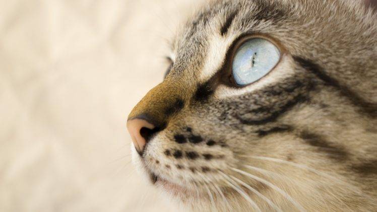 blue eyes, Cat, Whiskers HD Wallpaper Desktop Background