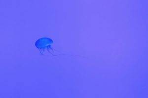 jellyfish, Neon, Purple