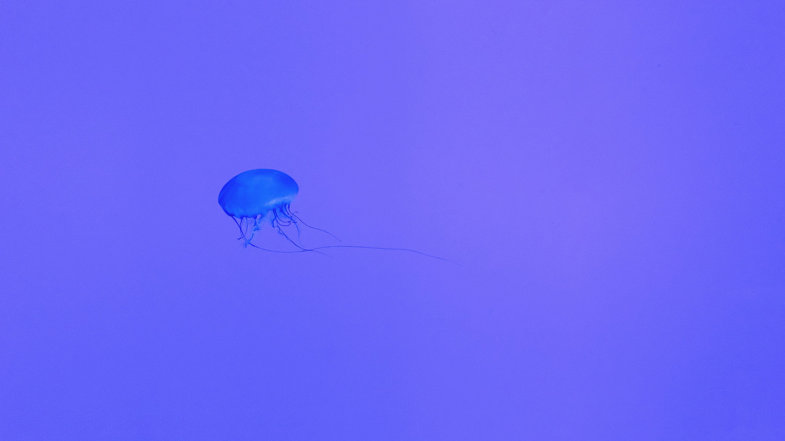 jellyfish, Neon, Purple Wallpaper