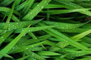 grass, Green, Water, Water drops, Photography