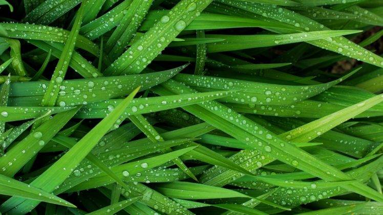 grass, Green, Water, Water drops, Photography HD Wallpaper Desktop Background