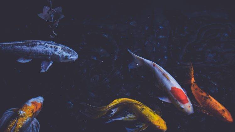 photography, Fish, Koi, Pond, Water HD Wallpaper Desktop Background
