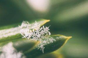 photography, Plants, Snowflakes, Macro