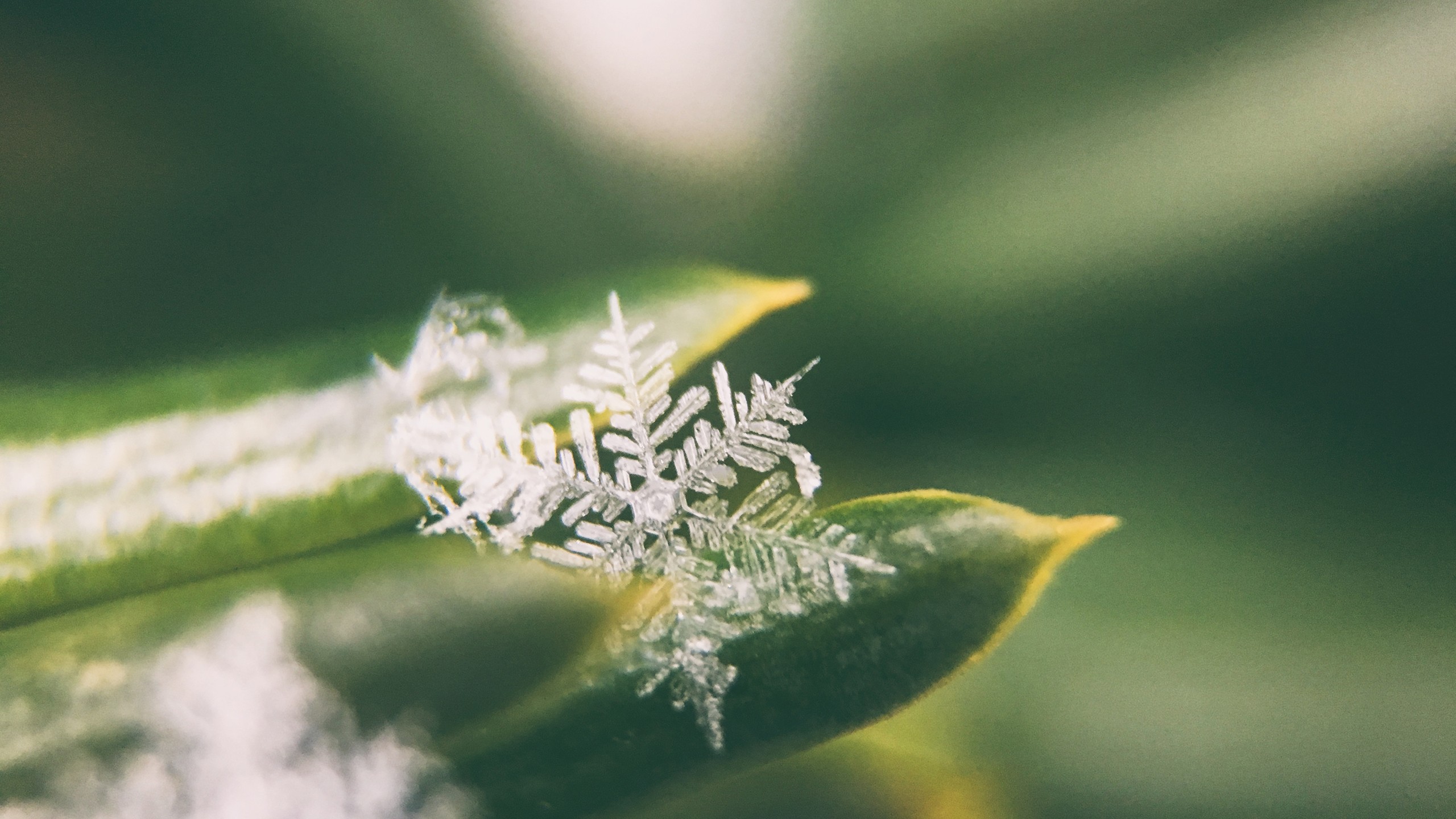photography, Plants, Snowflakes, Macro Wallpaper