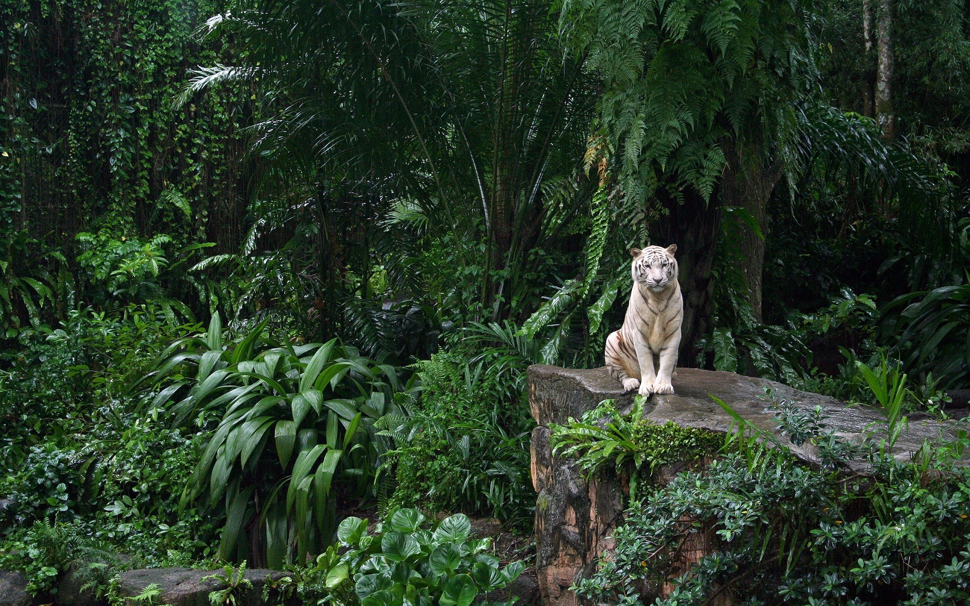 white tigers, Tiger, Big cats, Nature, Animals, Forest, Trees, Green Wallpaper
