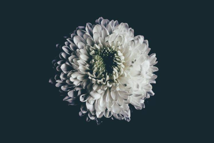 white flowers, Blossom, Simple background, Flowers HD Wallpaper Desktop Background