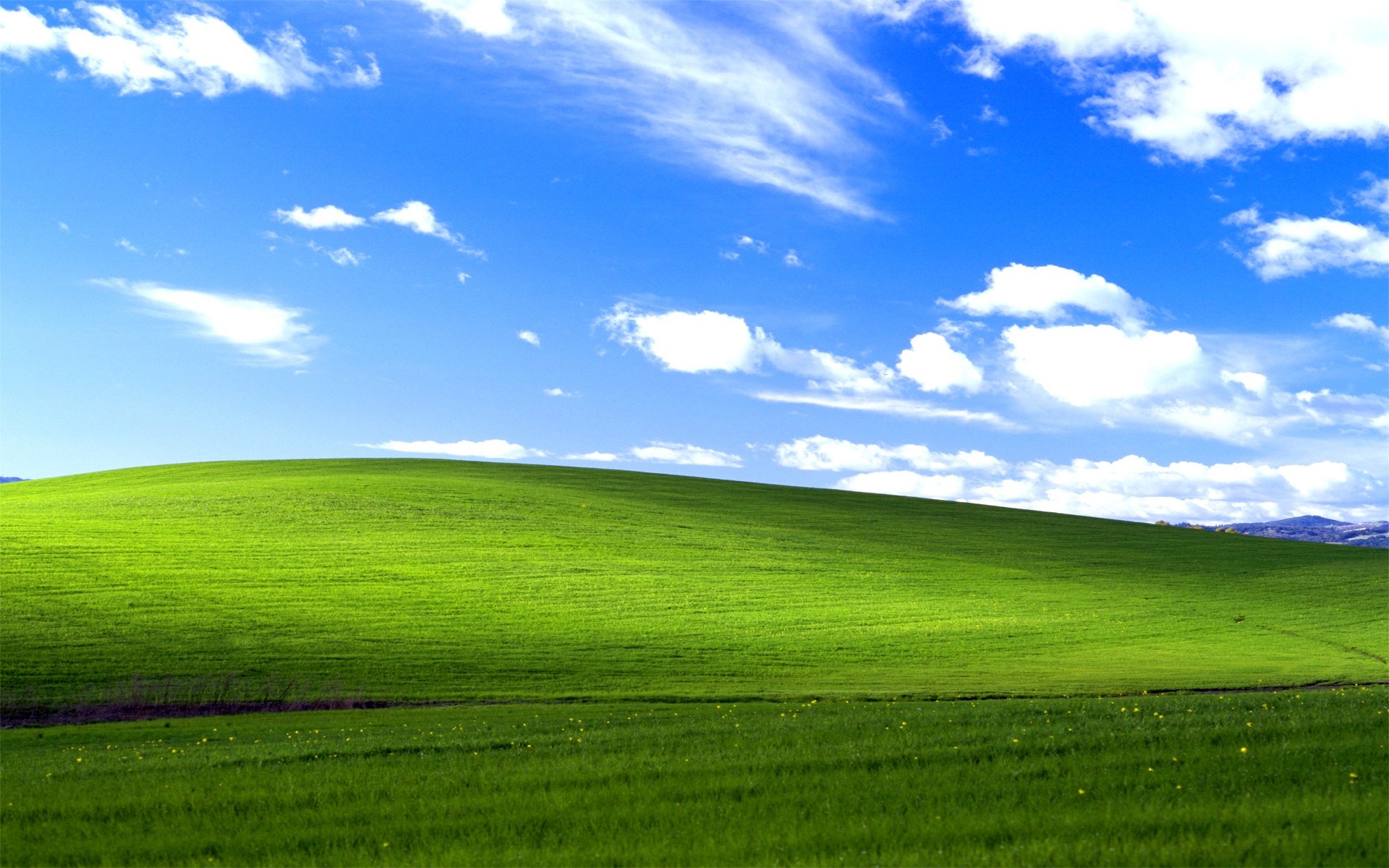 grass, Windows XP Wallpaper