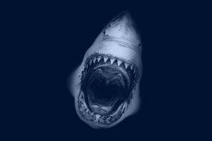 teeth, Open mouth, Shark, Fangs