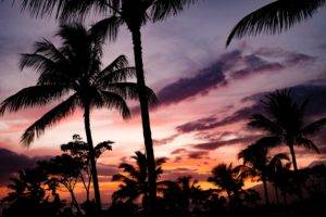 nature, Trees, Palm trees, Sky, Clouds, Sunlight