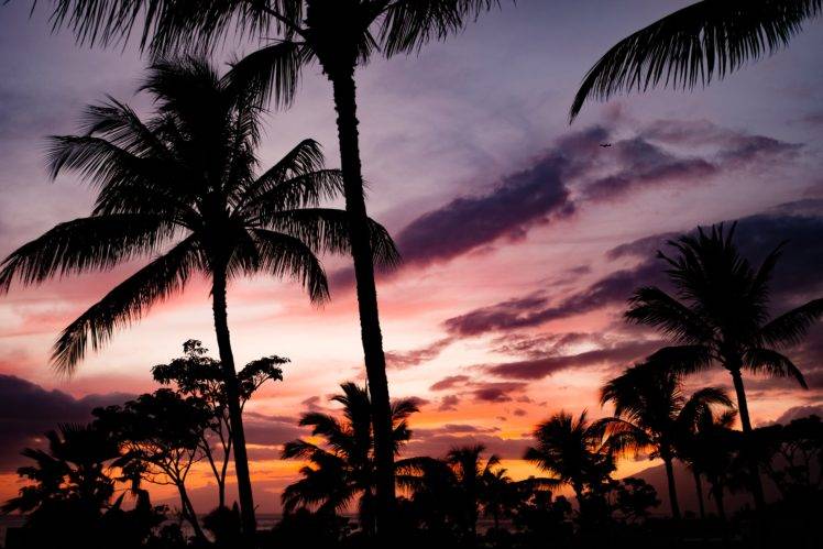 nature, Trees, Palm trees, Sky, Clouds, Sunlight Wallpapers HD / Desktop  and Mobile Backgrounds