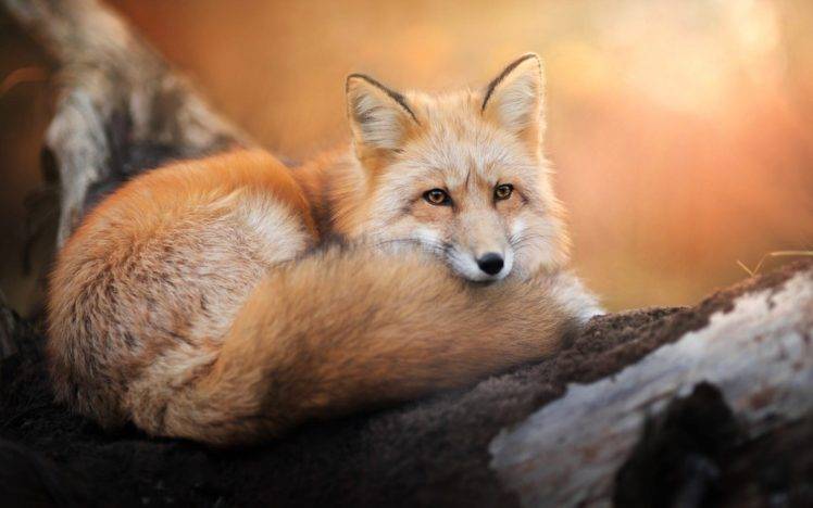 animals, Fox, Nature HD Wallpaper Desktop Background