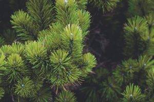 pine trees, Nature