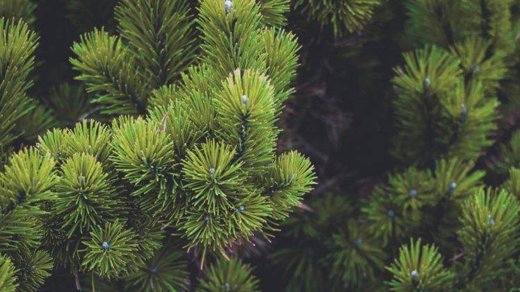 pine trees, Nature HD Wallpaper Desktop Background
