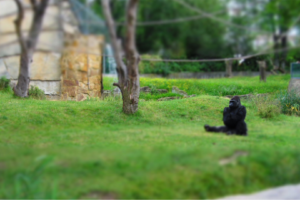 gorillas, Zoo, Alone, Harambe