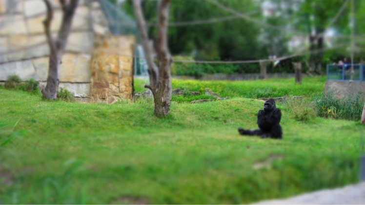 gorillas, Zoo, Alone, Harambe HD Wallpaper Desktop Background