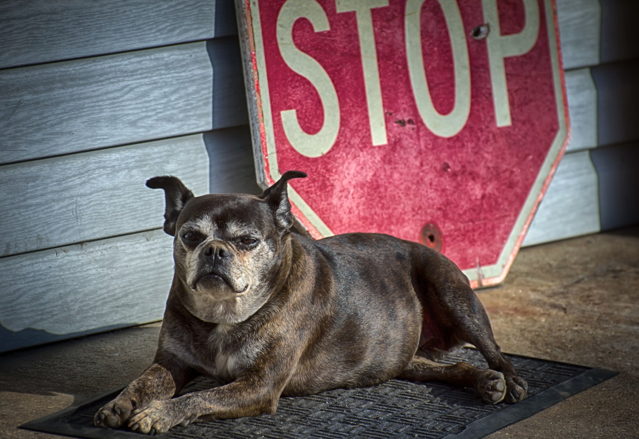 sign, Stop, Animals, Dog Wallpaper