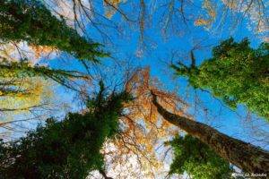sky, Nature, Trees, Worms eye view, Forest