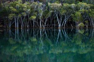 reflection, Nature, Trees, Water, Garigal National Park, Mangrove