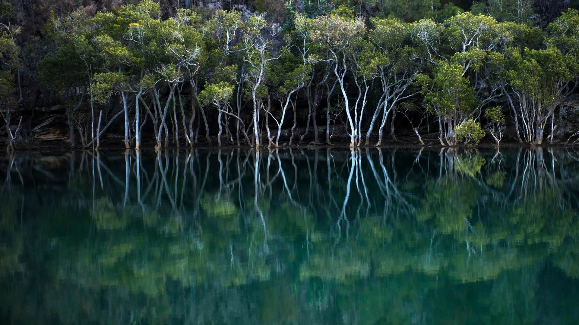 reflection, Nature, Trees, Water, Garigal National Park, Mangrove Wallpaper