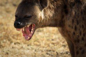 animals, Hyenas, Africa