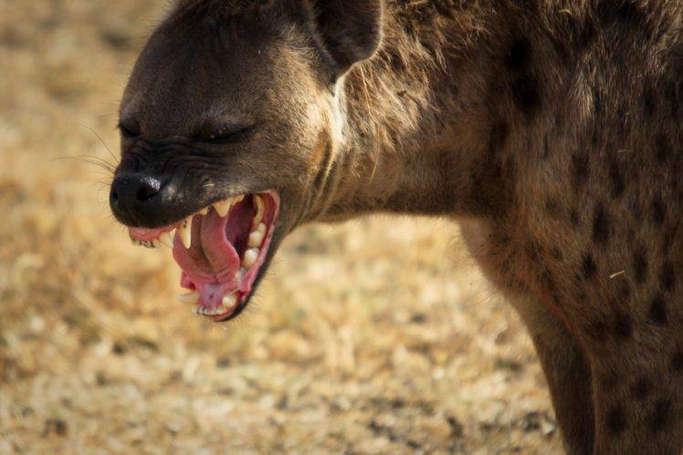 animals, Hyenas, Africa HD Wallpaper Desktop Background