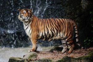 tiger, Nature, Big cats, Animals