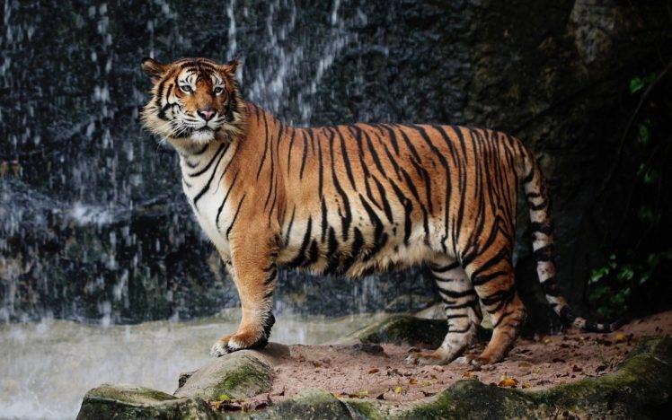 tiger, Nature, Big cats, Animals HD Wallpaper Desktop Background