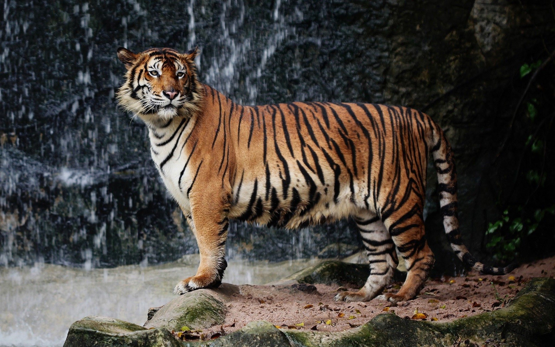 tiger, Nature, Big cats, Animals Wallpaper