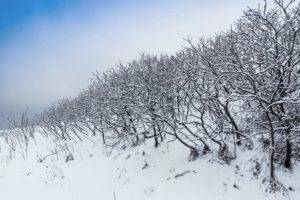 winter, Nature, Landscape, Trees, Snow