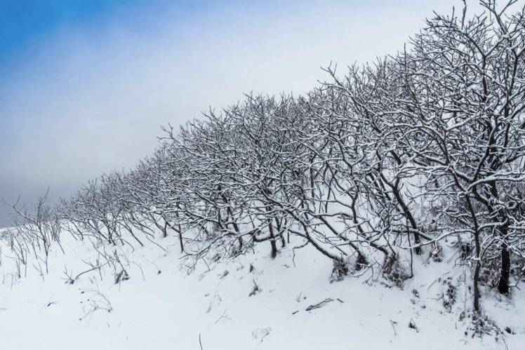 winter, Nature, Landscape, Trees, Snow HD Wallpaper Desktop Background