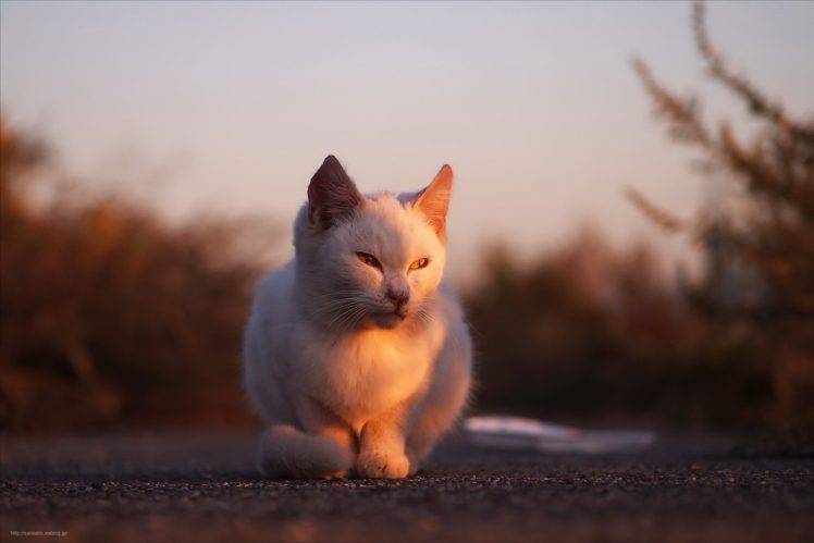 animals, Cat, Sunlight HD Wallpaper Desktop Background