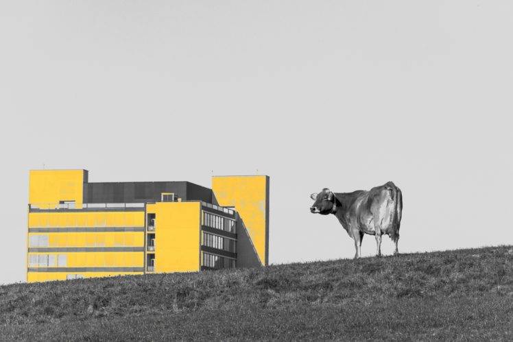 selective coloring, Cow, Animals, Building HD Wallpaper Desktop Background