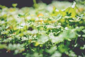 nature, Green, Plants, Leaves, Clovers