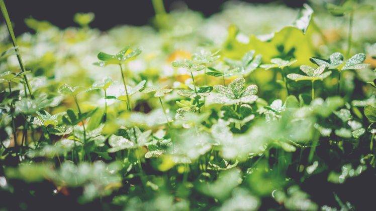 nature, Green, Plants, Leaves, Clovers HD Wallpaper Desktop Background