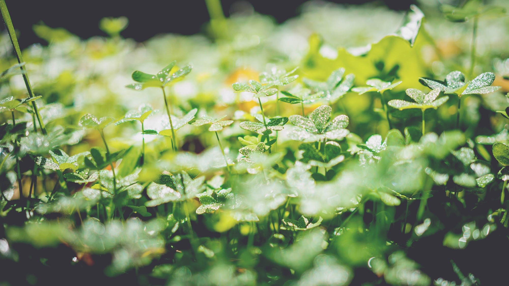 nature, Green, Plants, Leaves, Clovers Wallpaper