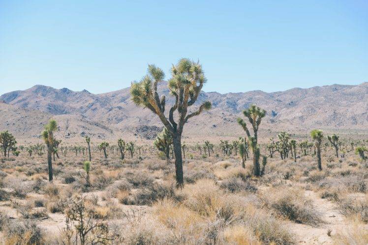desert, Nature, Mountains, Plants HD Wallpaper Desktop Background