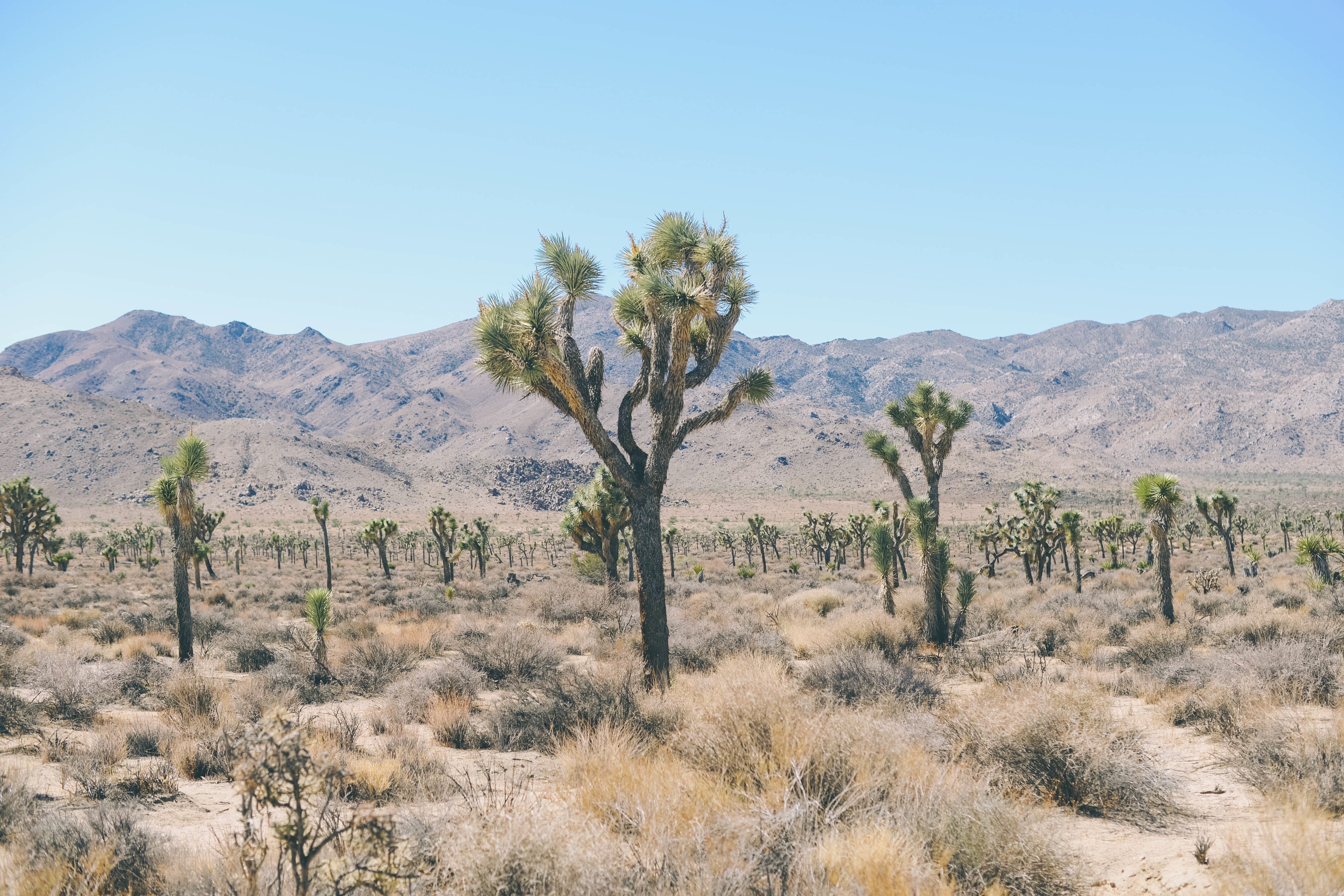 desert, Nature, Mountains, Plants Wallpaper